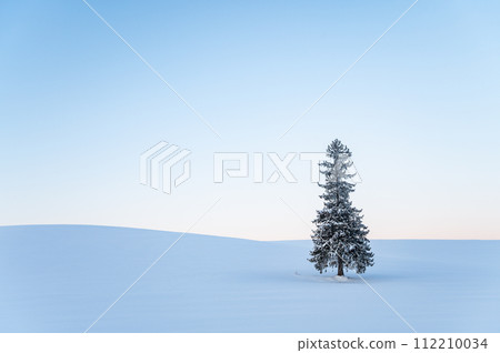 北海道美瑛黎明前被雪覆蓋的聖誕樹 北海道美瑛黎明前被雪覆蓋的聖誕樹 112210034