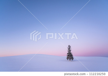 冬天的北海道美瑛被雪覆蓋的聖誕樹 冬天的北海道美瑛被雪覆蓋的聖誕樹 112210250