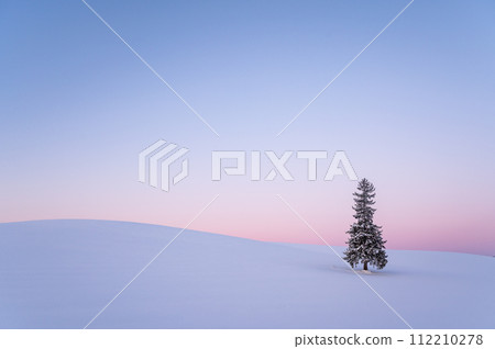 冬天的北海道美瑛被雪覆蓋的聖誕樹 112210278
