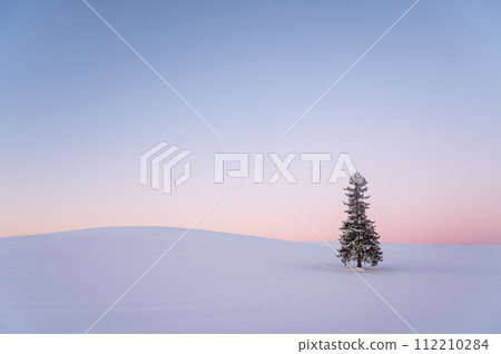 冬天的北海道美瑛被雪覆蓋的聖誕樹 112210284