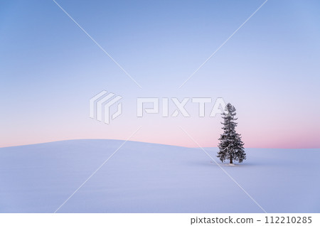 Christmas tree covered with snow in Biei, Hokkaido in winter 112210285