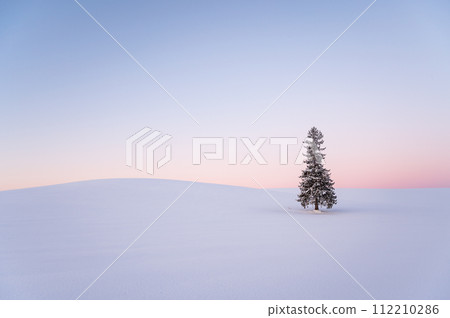 冬天的北海道美瑛被雪覆蓋的聖誕樹 112210286