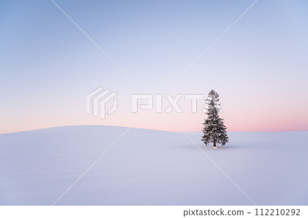 Christmas tree covered with snow in Biei, Hokkaido in winter 112210292