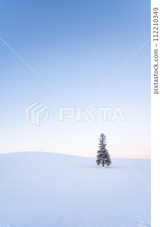 Christmas tree covered with snow in Biei, Hokkaido in winter 112210349