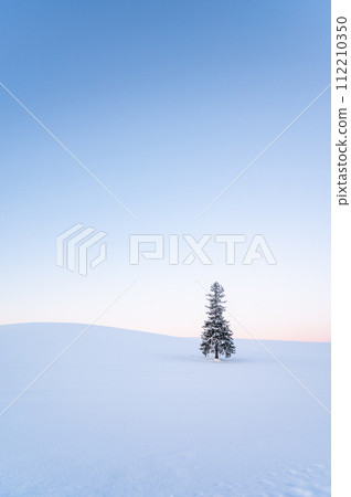 Christmas tree covered with snow in Biei, Hokkaido in winter 112210350