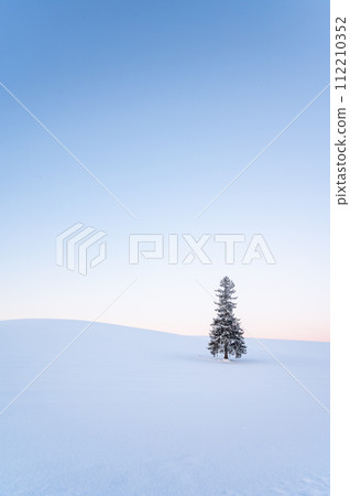 冬天的北海道美瑛被雪覆蓋的聖誕樹 冬天的北海道美瑛被雪覆蓋的聖誕樹 112210352