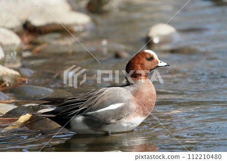 Hydrigamo的男性 Hydrigamo的男性 112210480