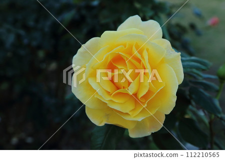 荒尾市少女公民花壇玫瑰花， 112210565