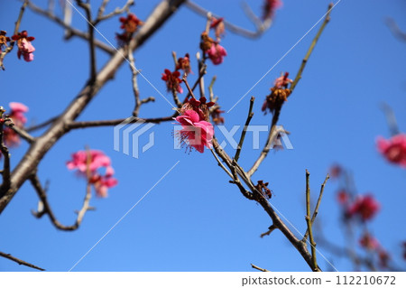 平城宮遺址[東院花園] / 奈良市 112210672