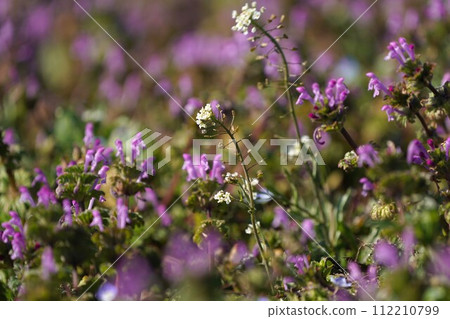 spring field flowers 112210799