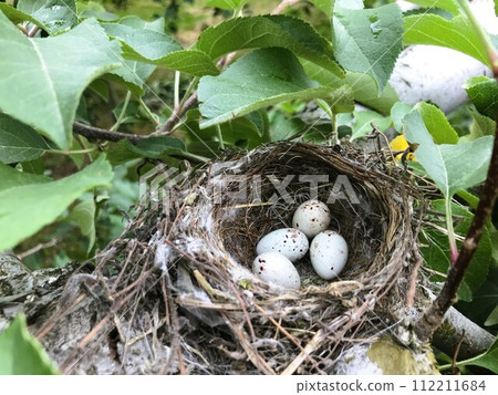 eggs in a bird's nest 112211684