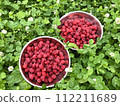 Freshly picked raspberries 112211689