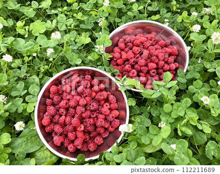 Freshly picked raspberries 112211689
