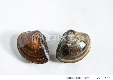 Big clam Big clam 112212378