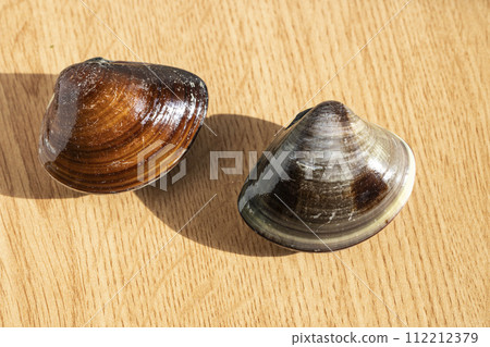 大蛤蜊 大蛤蜊 112212379