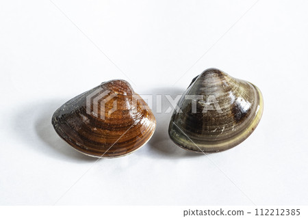 Big clam 112212385