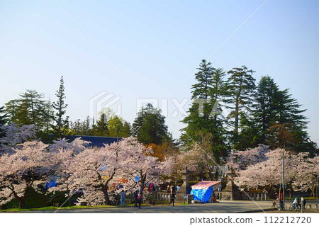 Cherry blossoms in full bloom, Hanaikada, Matsugasaki Park, Sakura, Yoshino cherry blossoms Cherry blossoms in full bloom, Hanaikada, Matsugasaki Park, Sakura, Yoshino cherry blossoms 112212720