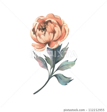 Peony flower in peach fuzz, orange, red, coral color with stem and leaves, beautiful, retro styled. Hand drawn watercolor illustration. One element isolated from the background. Peony flower in peach fuzz, orange, red, coral color with stem and leaves, beautiful, retro styled. Hand drawn watercolor illustration. One element isolated from the background. 112212955