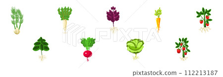 Ripe Vegetable Agricultural Plant with Root Vector Set 112213187
