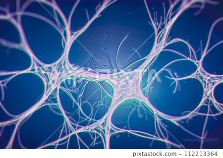 Neurons, brain cells, neural network, 3D illustration 112213364