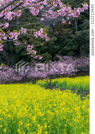 Asahi City, Chiba Prefecture, Iwai Weir, Kawazu cherry blossoms and rape blossoms 112213420