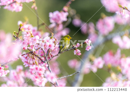 Asahi City, Chiba Prefecture, Iwai Weir, Kawazu cherry blossoms and rape blossoms 112213448