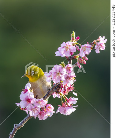 Asahi City, Chiba Prefecture, Iwai Weir, Kawazu cherry blossoms and rape blossoms 112213449