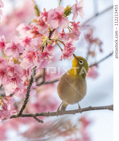 Asahi City, Chiba Prefecture, Iwai Weir, Kawazu cherry blossoms and rape blossoms 112213455