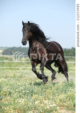 Amazing friesian mare running on pasturage 112213485