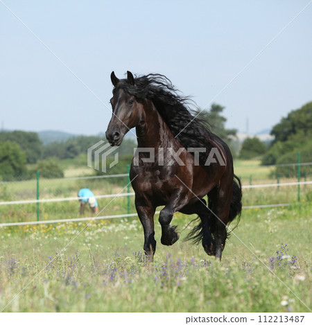 Amazing friesian mare running on pasturage Amazing friesian mare running on pasturage 112213487