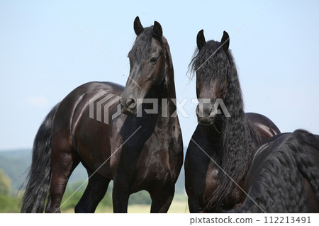 Two friesians mares standing on pasturage together 112213491