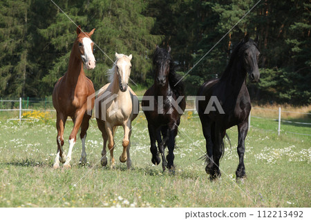 Kinsky and friesian horse running together Kinsky and friesian horse running together 112213492