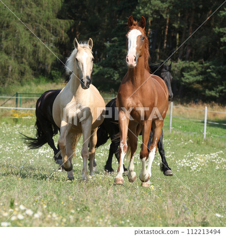Kinsky and friesian horse running together 112213494