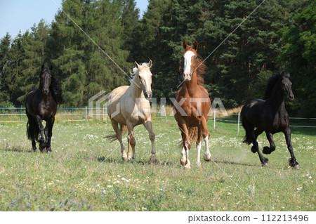 Kinsky and friesian horse running together 112213496