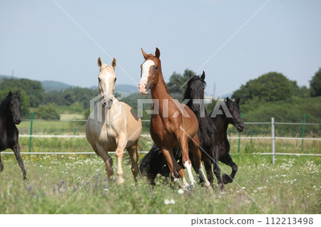 Kinsky and friesian horse running together 112213498