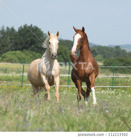 Two Kinsky horses running on pasturage Two Kinsky horses running on pasturage 112213502