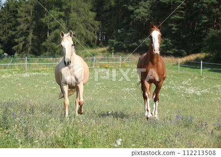 Two Kinsky horses running on pasturage 112213508