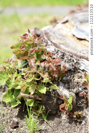 New shoots growing from the side of a birch stump 112213510