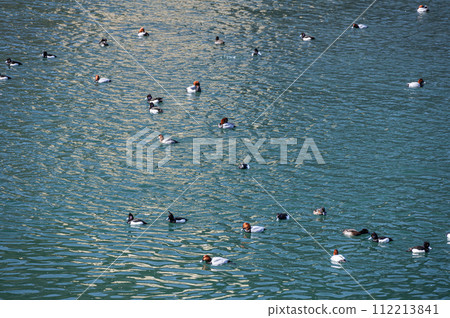 Duck swimming in the Uji River Duck swimming in the Uji River 112213841