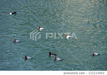 Duck swimming in the Uji River Duck swimming in the Uji River 112213842