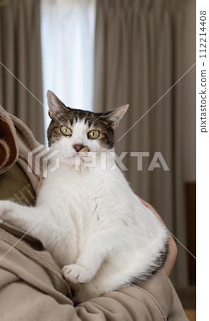 Kijitora cat hugging a cat Kijitora cat hugging a cat 112214408