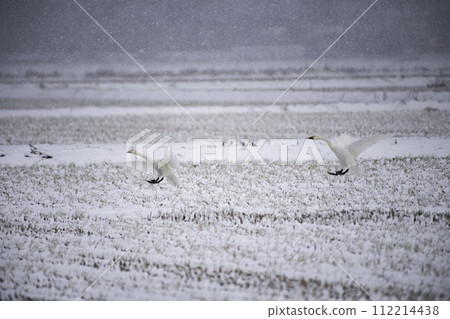 A flying swan 112214438