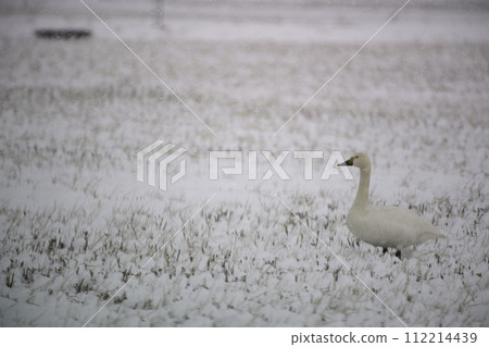 A swan walking 112214439