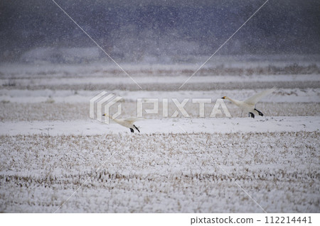 天鵝降落在雪地上 112214441