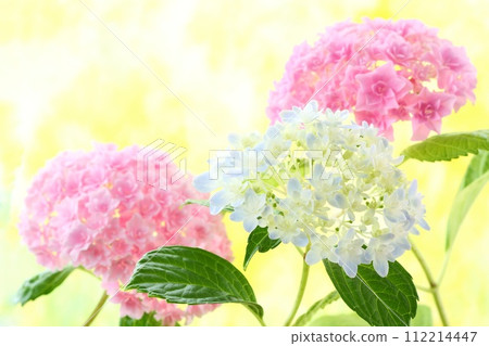 Kaleidoscope before turning blue and pink double-flowered hydrangea Kaleidoscope before turning blue and pink double-flowered hydrangea 112214447