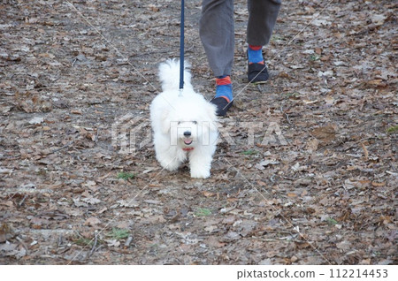 Bichon Frize (Bichon Frize) puppy walking in the winter forest Bichon Frize (Bichon Frize) puppy walking in the winter forest 112214453