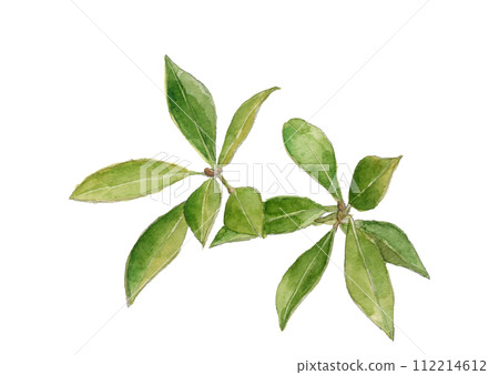 Illustration of Shikimi (also known as Hananoki, Shikibi) painted in watercolor [hand-drawn] White background Copy space Transparent background 112214612
