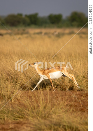 wild female blackbuck or antilope cervicapra or Indian antelope running in grassland of velavadar national park gujrat india asia wild female blackbuck or antilope cervicapra or Indian antelope running in grassland of velavadar national park gujrat india asia 112214933