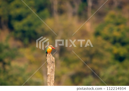 stork billed kingfisher or tree kingfisher Pelargopsis capensis bird perch in natural green background during winter season safari at jim corbett national park forest tiger reserve uttarakhand india 112214934