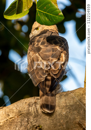 changeable or crested hawk eagle or nisaetus cirrhatus extreme closeup with feather details perched on tree in natural green background jim corbett national park forest tiger reserve uttarakhand india changeable or crested hawk eagle or nisaetus cirrhatus extreme closeup with feather details perched on tree in natural green background jim corbett national park forest tiger reserve uttarakhand india 112214939
